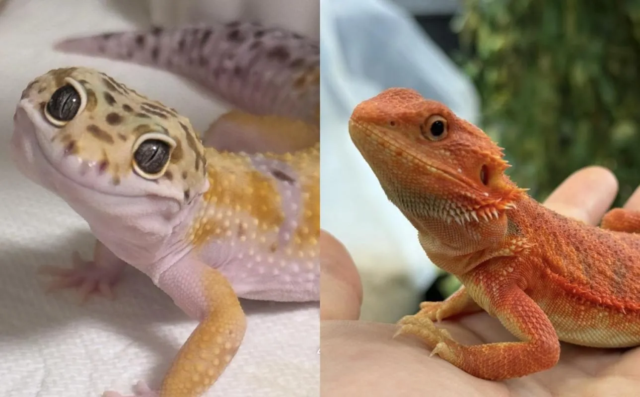 Reptile Qu&eacute;bec