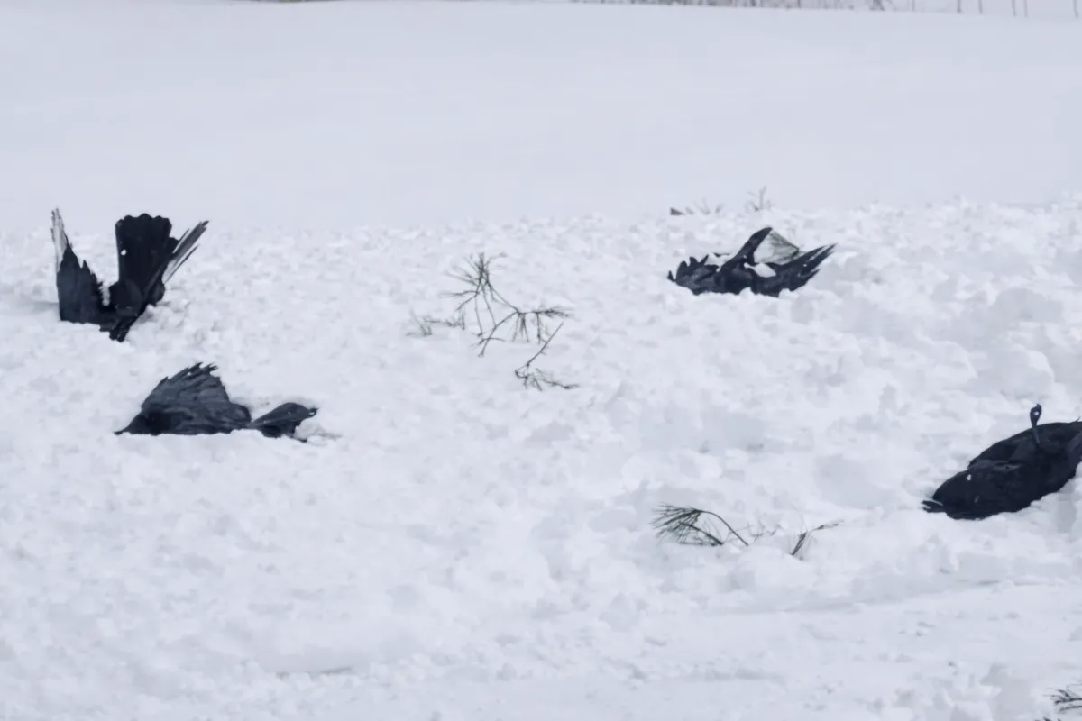 Oiseaux morts &agrave; Saint-J&eacute;r&ocirc;me