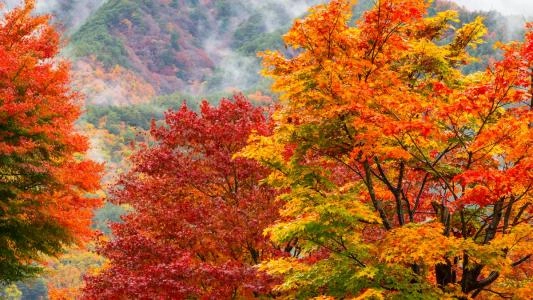 Les Couleurs d'automne