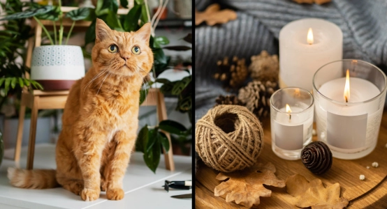 Chat et d&eacute;corations d'automne