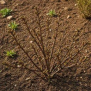 Un phénomène printanier surprend au Québec