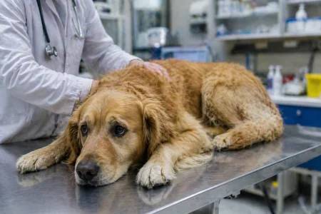 Parvovirus à Sherbrooke, l'inquiétude grandit