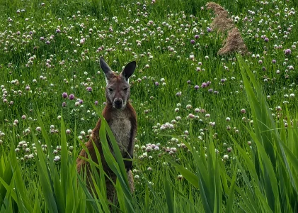 Un jeune kangourou est en cavale et fait r&eacute;agir au Qu&eacute;bec