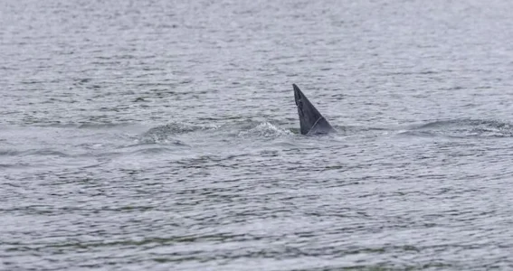 Attaques de requins au Qu&eacute;bec : importante annonce