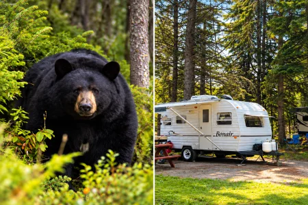 Un camping lance un avertissement apr&egrave;s la pr&eacute;sence inqui&eacute;tante d'un ours