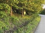 Terrain vendre au bas St-Laurent pour un projet de mini-maisons.