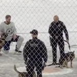 Police dogs steal spotlight after Flyers' humiliating home loss
