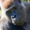 Triste nouvelle concernant le Zoo de Granby